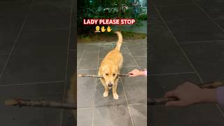 Drop it failsjunior goldenretriever happy dropit love cuteshortsviral shorts trending [upl. by Olsewski834]