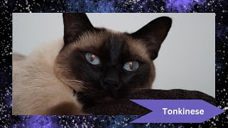 Tonkinese Cat The Perfect Blend of Siamese and Burmese 🐾 [upl. by Yran994]