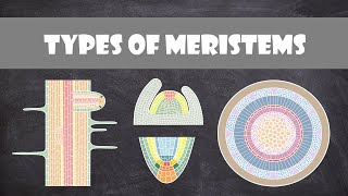 Types of Meristems  Plant Biology [upl. by Haig]