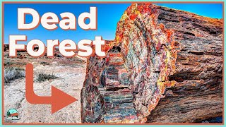 How These Trees Turned Into Rocks Petrified Forest Explained [upl. by Nesiaj602]