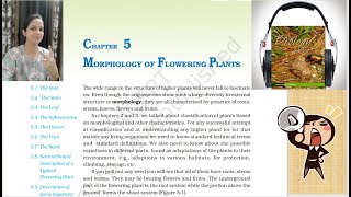 Class11 Ch5 Morphology of Flowering Plants NCERT BiologyReading Only  Biology Class 11Audio Books [upl. by Aridatha]