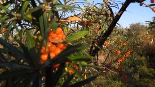 astelpaju Sea Buckthorn Облепиха Sanddorn Berry [upl. by Odericus]