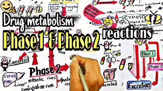 Biotransformation of drugs part 2  phase 1 amp 2 reactions  Pharmacokinatic [upl. by Damle764]