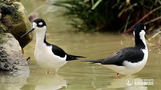 Blacknecked Stilts [upl. by Acinorehs]