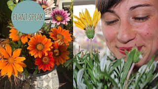 Gazania growing seeding plant profile drought tolerant plant [upl. by Tallia647]