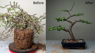 Making Dwarf Jade Bonsai Informal Upright Style  Repotting  Pruning  Wiring  Portulacaria Afra [upl. by Anaeli]