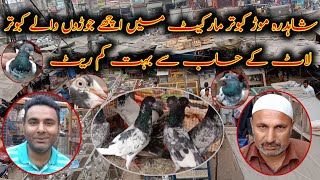 Shahdara Kabootar Market  Latest Update Pigeons Market 2021  Pigeons Market Lahore Pakistan [upl. by Ocirema]