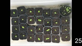 How to germinate Paulownia tree from seeds [upl. by Artinek130]