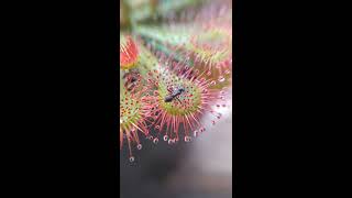 Planta carnívora Drosera spatulata [upl. by Yrtneg]