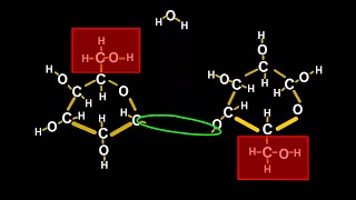 Chemistry Tutorial on Chemical Reactions How Plants Make Cellulose [upl. by Culbert15]