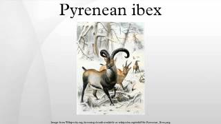 Pyrenean ibex [upl. by Kram]