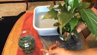 Growing peace Lily Plant in Water [upl. by Shushan]