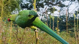 GREEN 💚 PARROT parrottalking parrots pegion parrotvideo [upl. by Simsar]