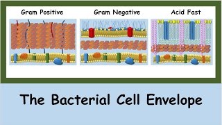 The Bacterial Cell Envelope [upl. by Nnyladnarb326]