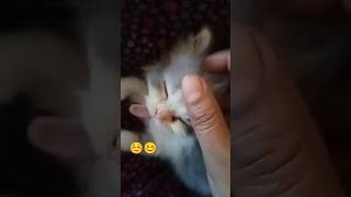 mujhe Sone do na😪😪😪😫😫😾😾🐈🐈😘catlover viralvideocute [upl. by Betty]