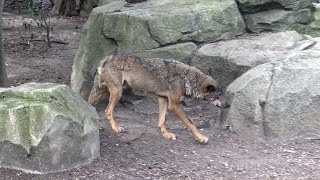 ► Un loup qui fait sa ronde au Zoo de Vincennes Parc Zoologique de Paris [upl. by Idette984]