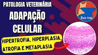 Hipertrofia Atrofia Hiperplasia e Metaplasia Adaptação celular   Patologia veterinária [upl. by Zorana]