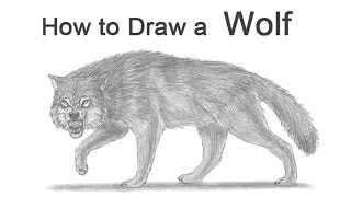 How to Draw a Wolf Growling Snarling [upl. by Eseuqram]