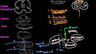 Dorsal Column in 10 mins [upl. by Airtap]