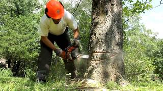 BEAUTIFUL lumber from a dying Sycamore tree [upl. by Arolf919]