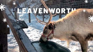 Visiting the Leavenworth Reindeer Farm  Day Trip from Seattle [upl. by Rosen]