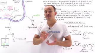 Defects in Urea Cycle and Hyperammonemia [upl. by Airdnassac785]