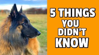 5 Things You Didnt Know about the Belgian Shepherd Dog [upl. by Reifel]