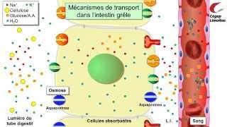 Absorption intestinale [upl. by Lanctot]