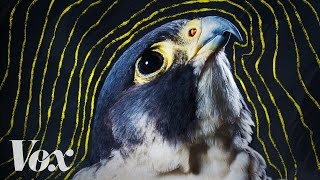 Why peregrine falcons are the fastest animals on earth [upl. by Idnat]