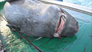 Releasing alive a Greenland shark Somniosus microcephalus in a scientific campaign [upl. by Iadrahc]