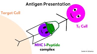 Antigen processing and presentationCytosolic or Endogenous pathway [upl. by Putscher812]