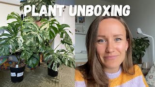 Albo Variegated Monstera Unboxing  PlantloversEU  Surprise Haul [upl. by Gail]