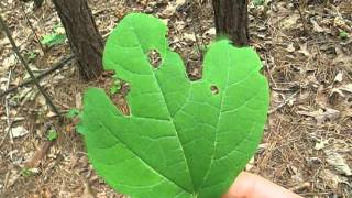 Tree Identification Sassafras [upl. by Saideman]