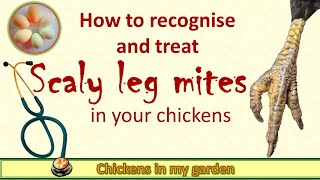 Scaly leg mites in your chickens [upl. by Nyrb]