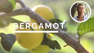 Bergamot  The Oil of Radiant Sunshine [upl. by Ibmab]