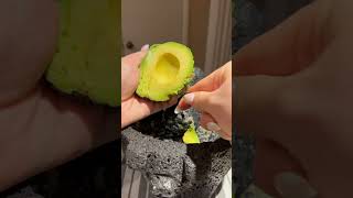 seasoning the Molcajete and making guac [upl. by Glenna]