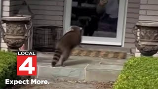 Rabid raccoon terrorizes neighborhood in Troy [upl. by Fineman]