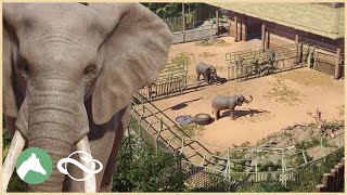 African Elephant Habitat  Desert Adventure Park  Planet Zoo [upl. by Siaht]