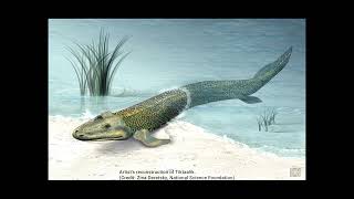 Tiktaalik [upl. by Nosemaj50]