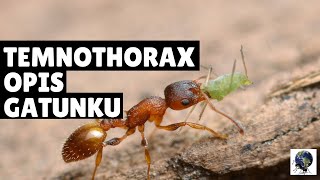 TEMNOTHORAX SP  OPIS GATUNKOWY [upl. by Llenel]