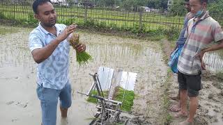 Rice transplanter two row manual rice transplanter 2nd [upl. by Erodavlas]