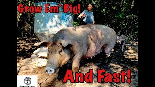 Pastured Pig Feed  SECRET Recipe for Growing Large Pigs FAST [upl. by Blen]