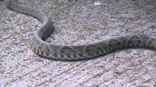 Bothrops asper Video 05 Ferdelance or Common lancehead  Barba amarilla [upl. by Woodward]