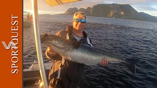 Fishing to a huge shoal of Coalfish in the Lofoten islands Norway [upl. by Pease]