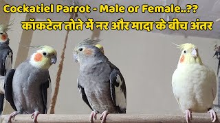 Cockatiel Parrot  Difference between male and female cockatiel parrot [upl. by Aissenav]