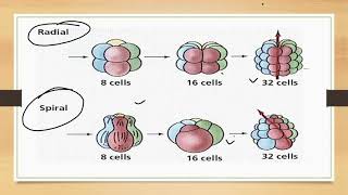 Protostomes And Deuterostomes [upl. by Adham]