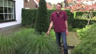 Siergras Pennisetum  twishgardennl [upl. by Odnala643]