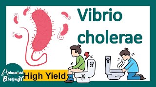 Vibrio cholerae  pathogenies  How does cholera toxin work  Diagnosis and treatment  USMLE [upl. by Yatnahc21]