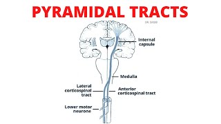 Pyramidal Tract  Lateral and Anterior Corticospinal Tracts [upl. by Pepper]