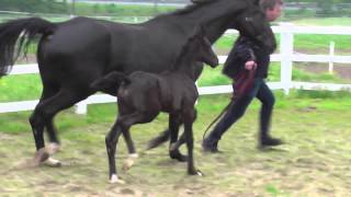 wwwreitschulesandbrinkde SANTO DOMINGO foal Dressage [upl. by Roice]